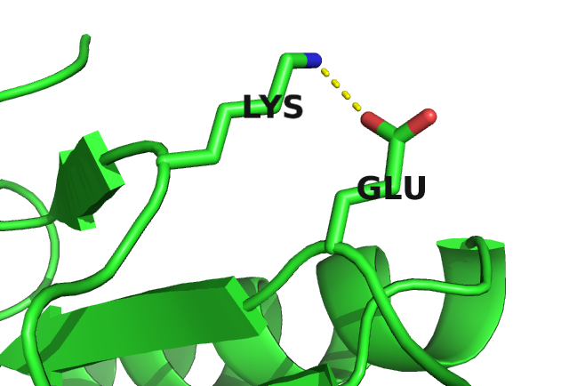 Interactions between protein side chains. Left: Glutamic acid (residue 6) forms a salt bridge with arginine (residue 82) in the carbamoyl phosphate synthetase protein (PDB id 1a9x_A domain 5). Right: Alanine (residue 29) and lysine (residue 39) within the hydrophobic core of the lambda integrase protein (PDB id 1ae9_A).