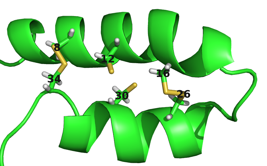 Contact maps and structures for protein 1ss3A00 and 1c55A00. Contact scores have been computed as APC corrected Frobenius norm of the CD couplings. Contacts are defined according to a \(8 \angstrom \Cb\) distance cutoff. Upper left: predicted contact map and native distance map for protein 1ss3A00 (protein length=50, N=42, Neff=36). Upper Right: native protein structure of 1ss3A00 with disulfide bonds between residues pairs (8, 34), (12, 30), (16, 26). Lower Left predicted contact map and native distance map for protein 1c55A00 (protein length=40, N=115, Neff=78) Lower Right native protein structure of 1c55A00 with disulfide bonds between residues pairs (10, 31), (16, 36), (20, 38).