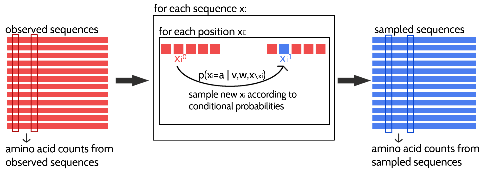 Approximating the full likelihood gradient of the Potts model with CD. Pairwise amino acid counts are computed from the observed sequences of the input alignment shown in red on the left. Expected amino acid frequencies according to the model distribution are computed from a sampled alignment shown in blue on the right. The CD approximation of the likelihood gradient is obtained by computing the difference in amino acid counts of the observed and sampled alignment. A newly sampled sequence is obtained by evolving a Markov chain, that is initialized with an observed sequence, for one full Gibbs step. The Gibbs step involves updating every position in the sequence (unless it is a gap) according to the conditional probabilities for the 20 amino acids at this position.