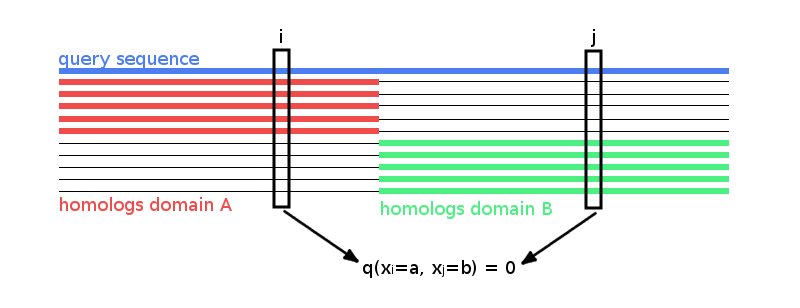 Hypothetical MSA consisting of two sets of sequences: the first set has sequences covering only the left half of columns, while the second set has sequences covering only the right half of columns. The two blocks could correspond to protein domains that were aligned to a single query sequence. Empirical amino acid pair frequencies \(q(x_i \eq a, x_j \eq b)\) will vanish for positions \(i\) from the left half and \(j\) from the right half of the alignment.