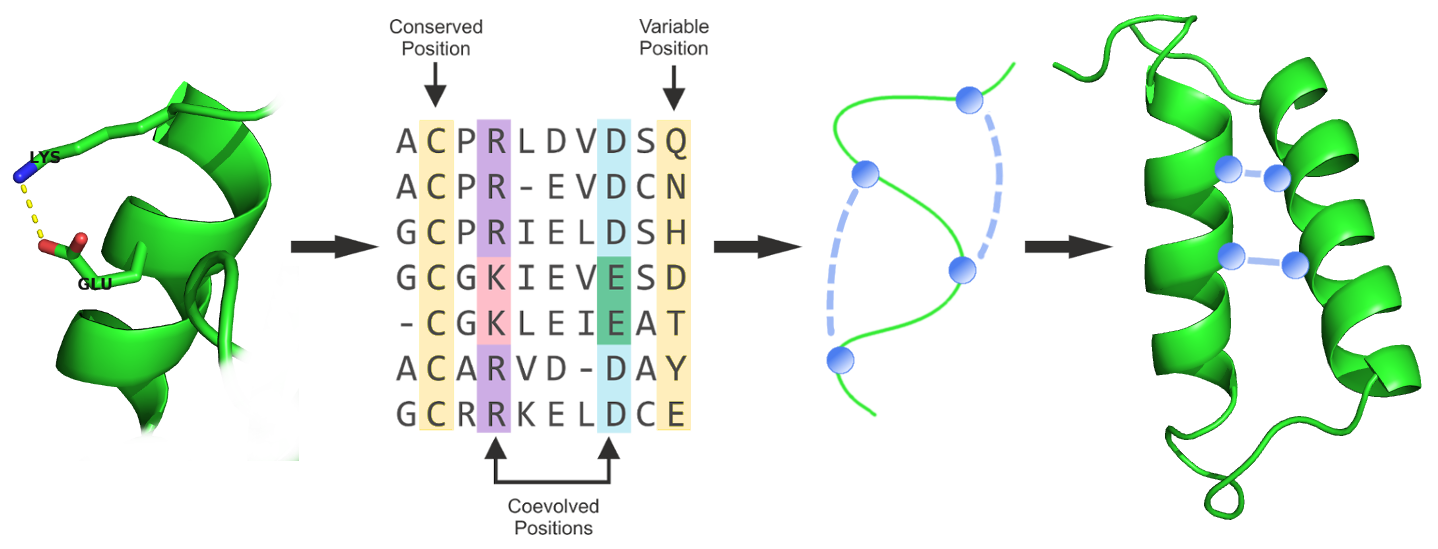 Generalized structure prediction pipeline integrating predicted contacts in form of distance constraints that guide conformational sampling.