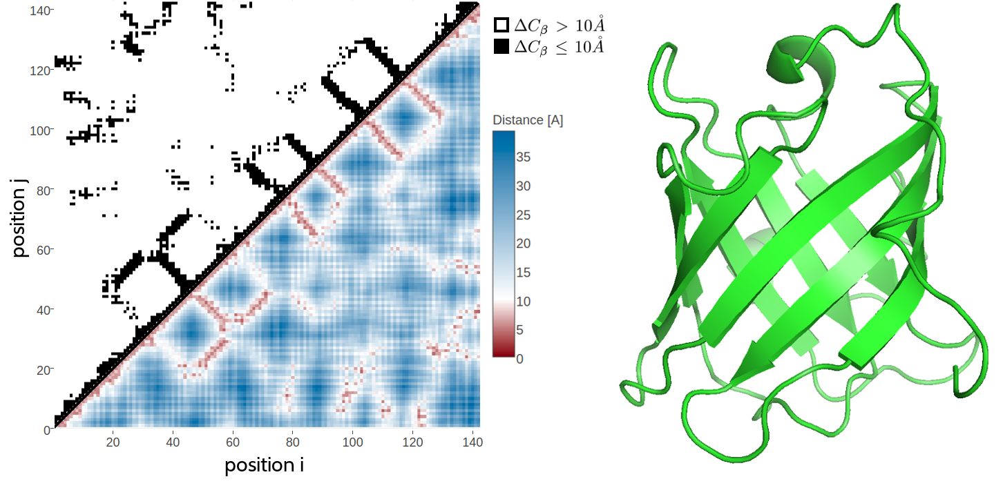 2D and 3D representations of protein triabin, a thombin inhibitor from triatoma pallidipennis (PDB identifier 1avg chain I). Left The upper left matrix illustrates a contact map using an \(10 \angstrom \Cb\) cutoff. A black square is drawn at position \((i, j)\) if the \(\Cb\) atoms of residues \(i\) and \(j\) are closer than \(10 \angstrom\) in the structure. The lower right matrix illustrates a distance map. Color reflects \(\Cb\) distances between residue pairs with red colors representing \(\Delta \Cb \le 10 \angstrom\) and blue colors representing \(\Delta \Cb > 10 \angstrom\). Right 3D Structure showing an eight-stranded beta-barrel.