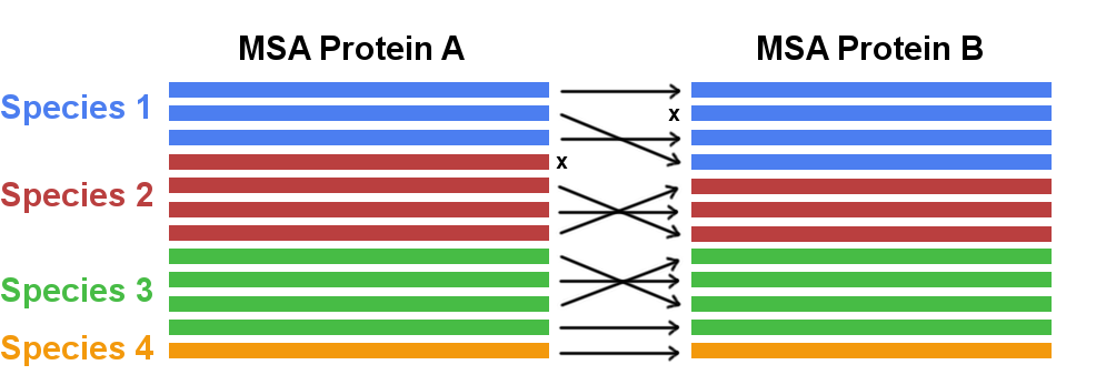 Concatenating two multiple sequence alignments. In case multiple paralogs exist for a gene in one species the correct interaction partner needs to be identified and matched (marked with arrows). Sequences that cannot be paired with a unique interaction partner need to be discarded (marked with x).